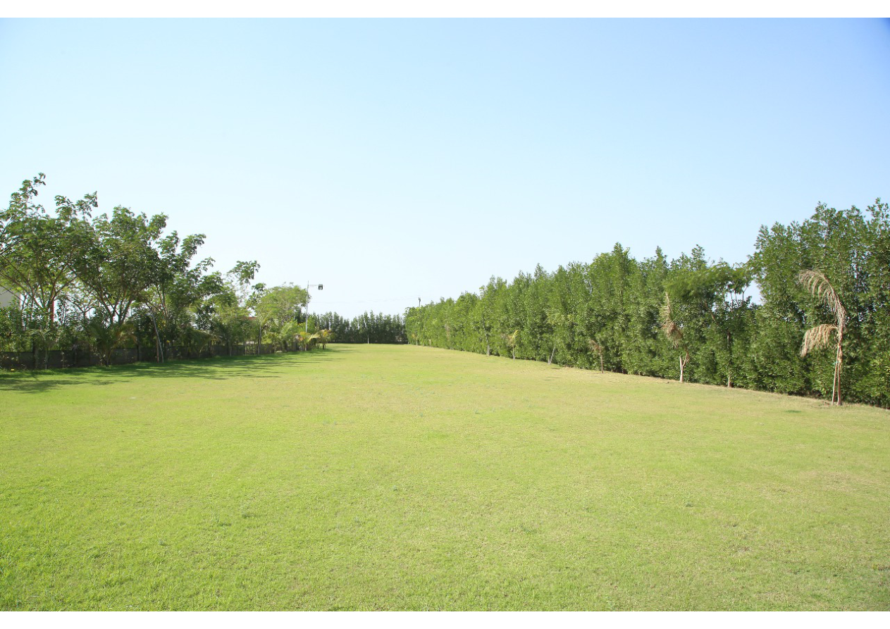 Vast Green Party Lawn